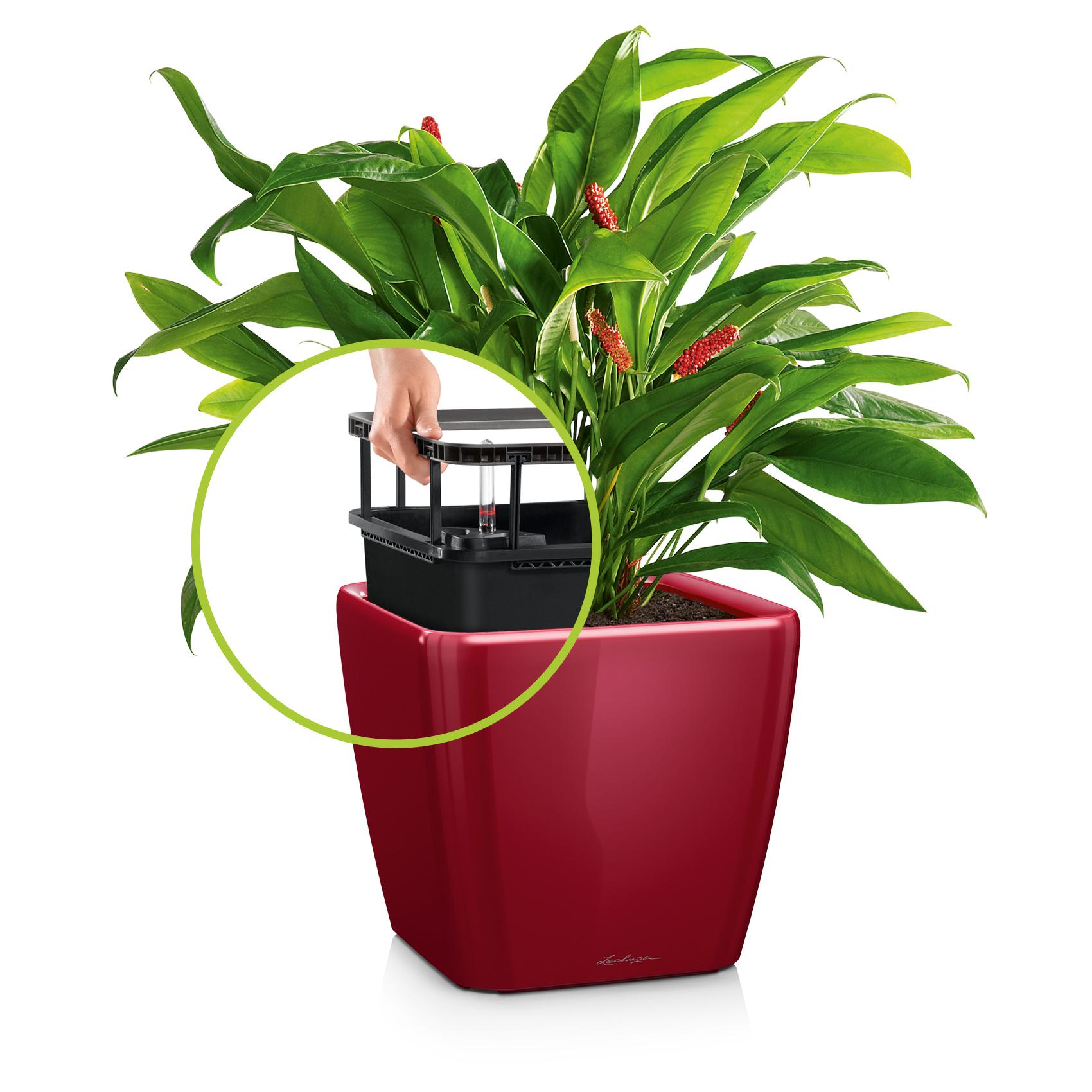 QUADRO LS 21 scarlet red high-gloss